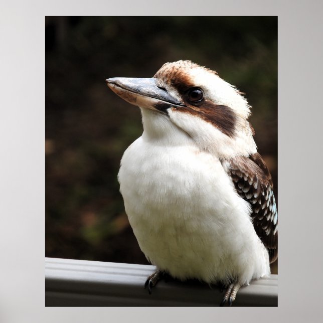 Póster Kookaburra (Frente)