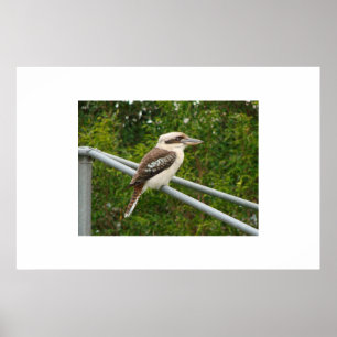 Póster Kookaburra