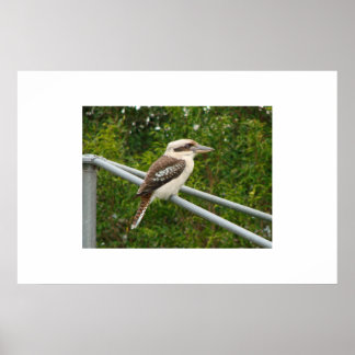 Póster Kookaburra
