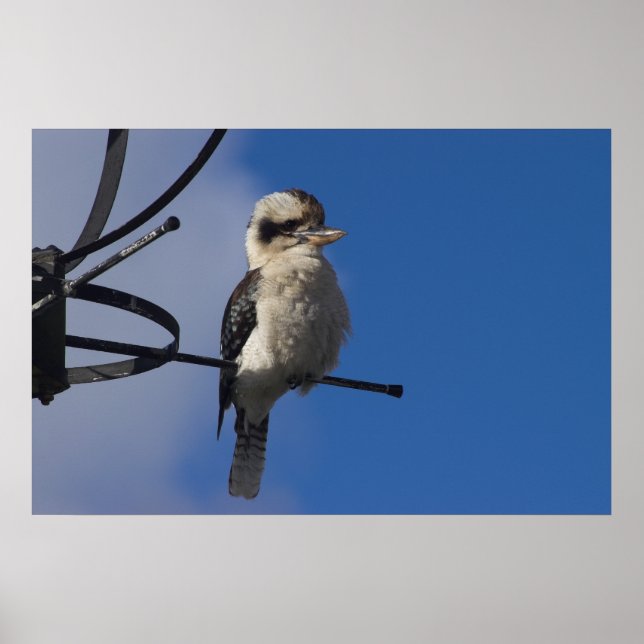 Póster Kookaburra (Frente)