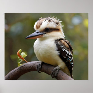 Póster Kookaburra