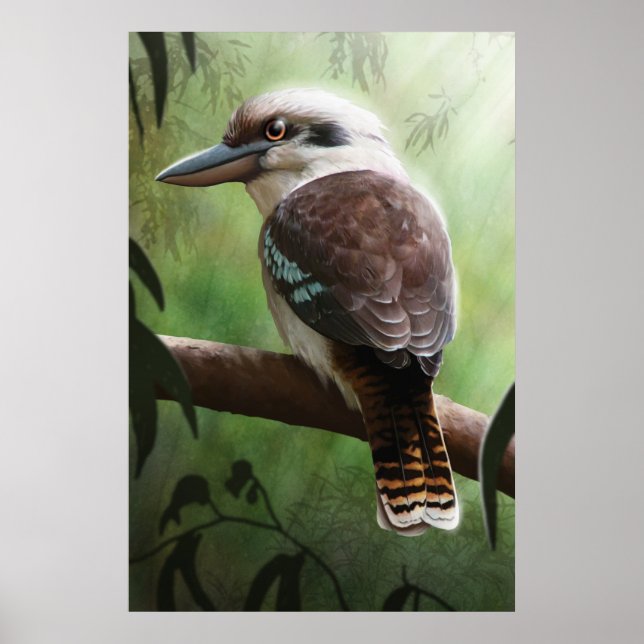 Póster Kookaburra (Frente)