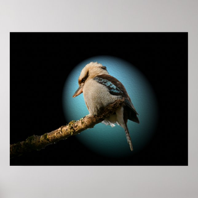 Póster Kookaburra en el centro de la atención (Frente)