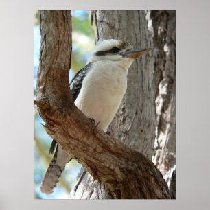 Póster Kookaburra riendo posado en un árbol de eucalipto