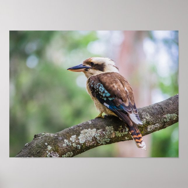 Póster Kookaburra sobre la rama (Frente)