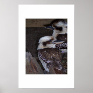 Póster Kookaburras