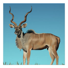 Póster Kudu
