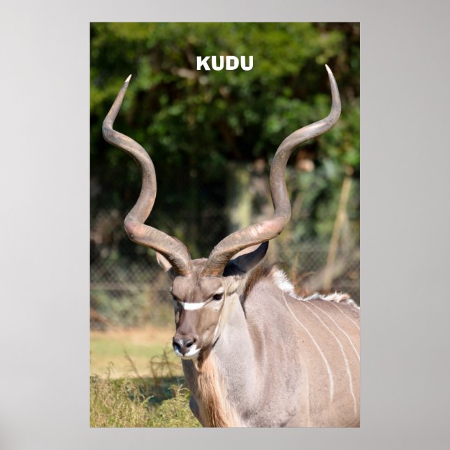 Póster Kudu (Frente)
