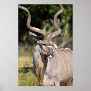 Póster Kudu del Gran