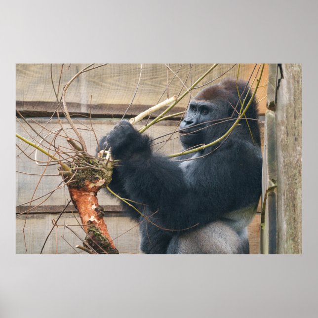 Póster Kumi, el gorila de la espalda verde tiene un bocad (Frente)