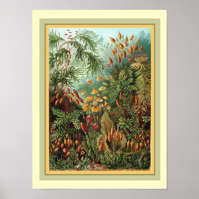 Póster Kunstformen der Nature de Haeckel 12 x 16 (Frente)