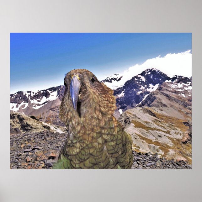 Póster Kurious Kea (Frente)