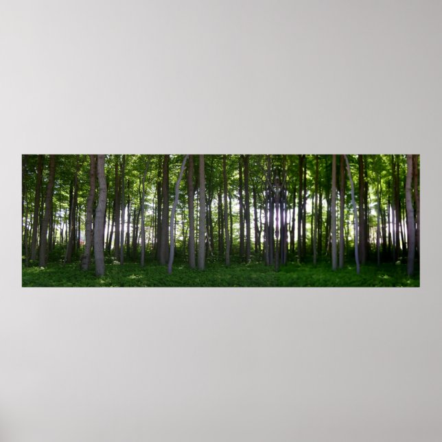 Póster Küstenschutzwald. (Frente)