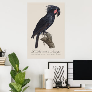 Póster L' Ara Noir a Trompe / Palm Cockatoo