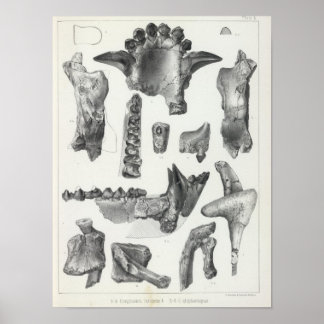 Póster L Coryphodon