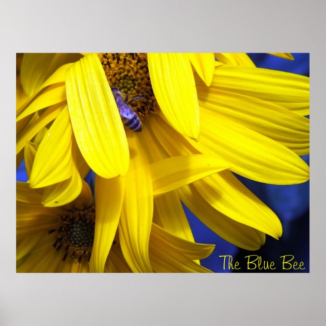Póster La Abeja Azul Sobre El Poster De Girasol Amarillo (Frente)