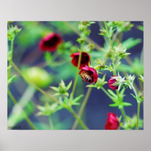 Póster La abeja con la flor roja
