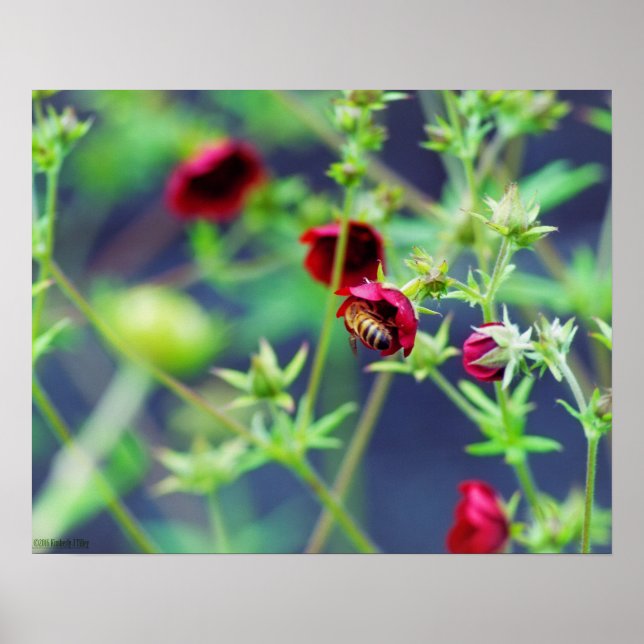 Póster La abeja con la flor roja (Frente)