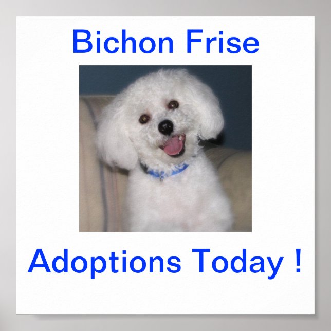 Póster La adopción de Bichon Frise hoy Rótulo (Frente)