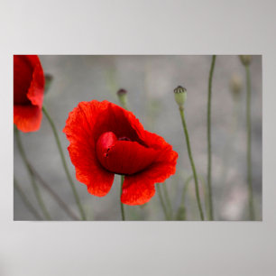 Póster La Amapola Roja