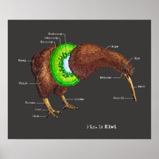 Póster La anatomía de un Kiwi
