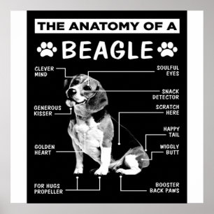 Póster La Anatomía De Un Perro Beagle