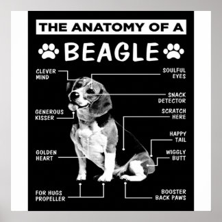 Póster La Anatomía De Un Perro Beagle