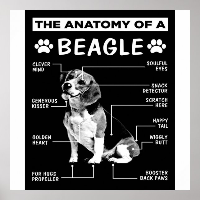 Póster La Anatomía De Un Perro Beagle (Frente)