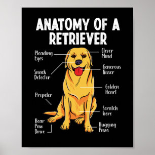 Póster La anatomía de un recuperador de Labrador dorado