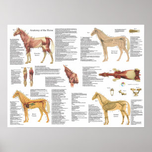 Póster La anatomía equina del caballo Muscles el poster