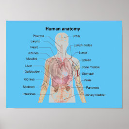 Póster La anatomía humana
