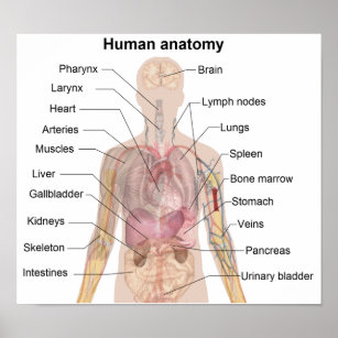 Póster La anatomía humana