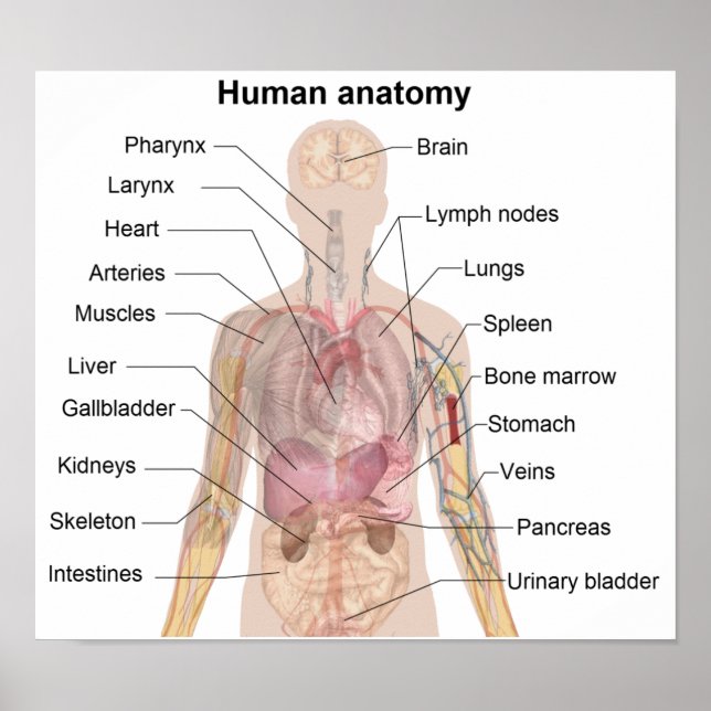 Póster La anatomía humana (Frente)