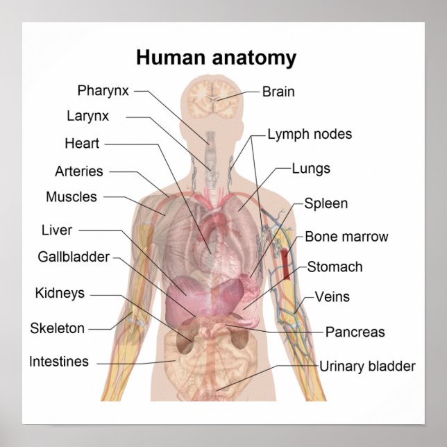 Póster La anatomía humana (Frente)
