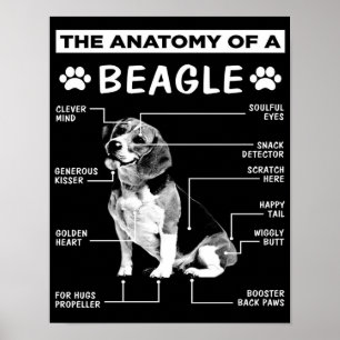 Póster La anatomía   Perro Beagle   Perro gracioso