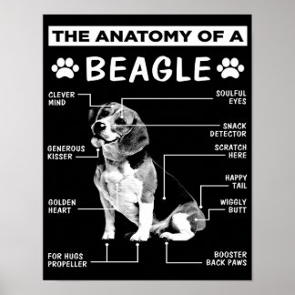 Póster La anatomía | Perro Beagle | Perro gracioso