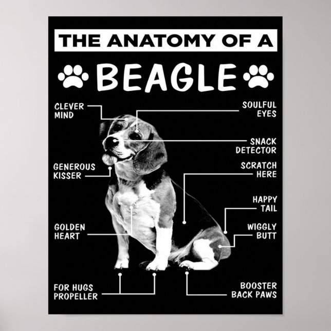 Póster La anatomía | Perro Beagle | Perro gracioso (Frente)