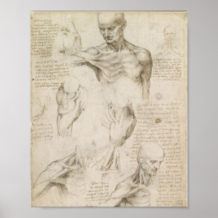 Póster La anatomía superficial del hombro de Da Vinci