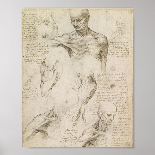 Póster La anatomía superficial del hombro de Da Vinci (Frente)