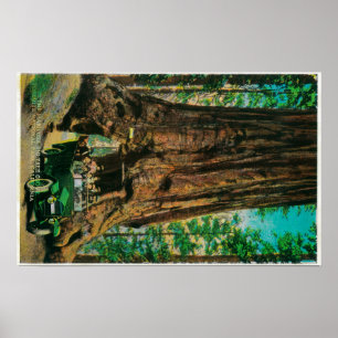 Póster La arboleda grande del árbol de Mariposa, Yosemite