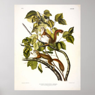 Póster La ardilla de la bahía de Hudson (rojo pollo) de A
