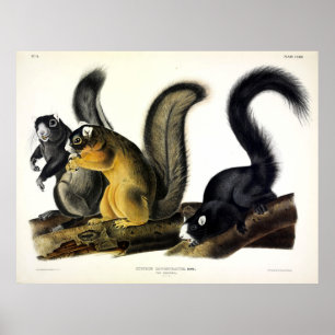 Póster La ardilla de la zorra de Bryant por John James de