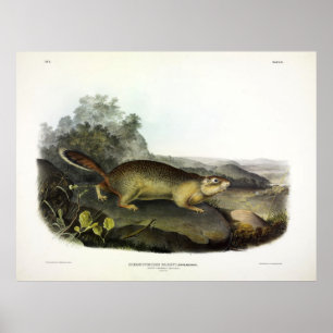 Póster La ardilla de marmota del Parry o la ardilla terre