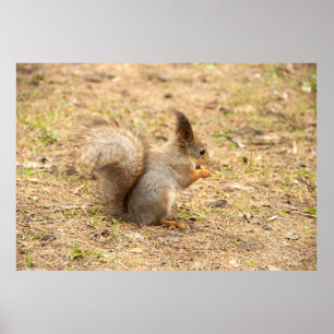 Póster La ardilla linda come una foto de nuez