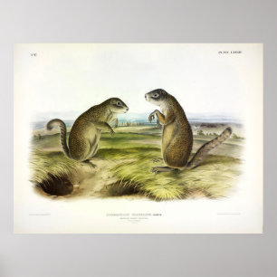 Póster La ardilla marmot de Franklin o la ardilla terrest