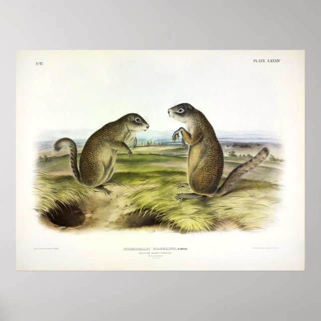 Póster La ardilla marmot de Franklin o la ardilla terrest (Frente)
