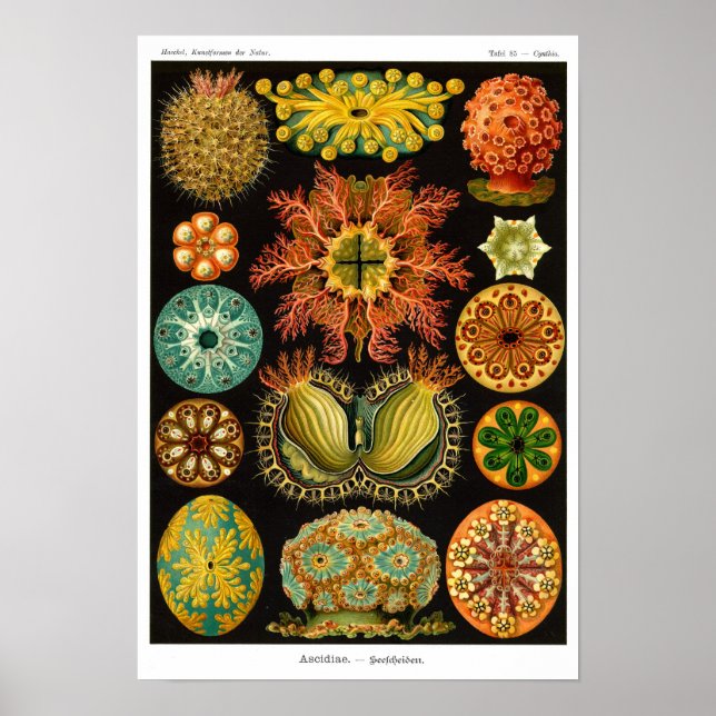 PÓSTER LA ASCIDIACEA DE HAECKEL (Frente)