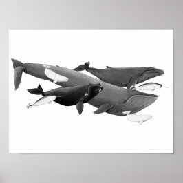 Póster La Ballena De Ilustracion De Ballenas