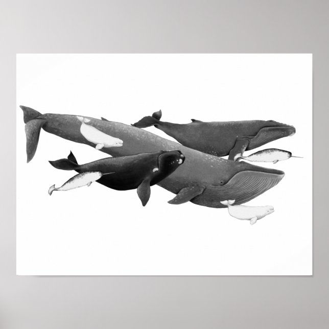 Póster La Ballena De Ilustracion De Ballenas (Frente)