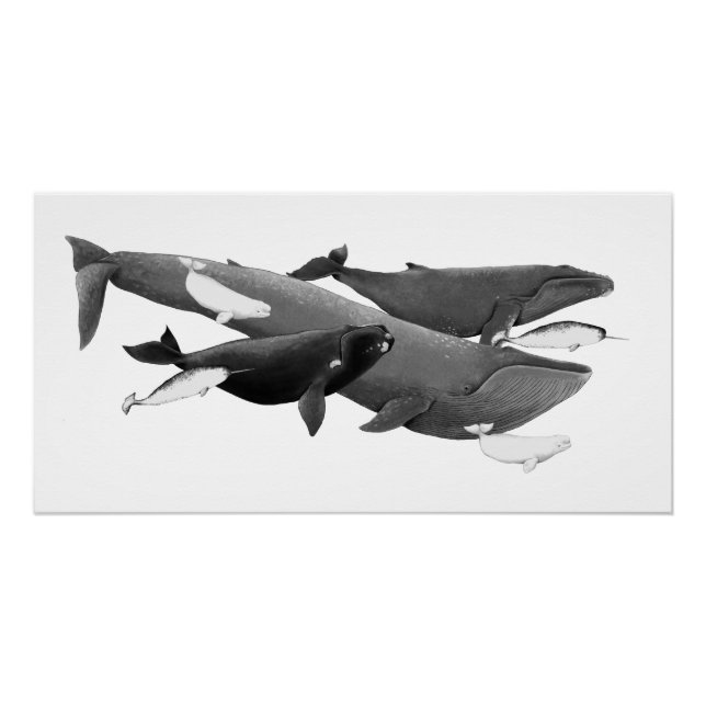 Póster La Ballena De Ilustracion De Ballenas (Anverso)